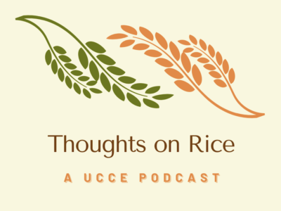 UCCE Launches “Thoughts on Rice” Podcast